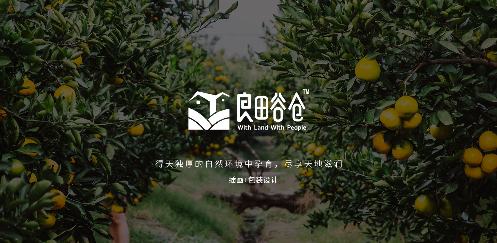 庆元甜橘柚插画包装设计封面